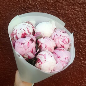 7 розовых пионов Сара Бернар