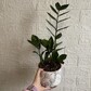 Замиокулькас 45 см